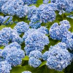 24 Ways to Hygge in Summer