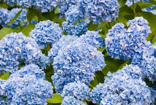 24 Ways to Hygge in Summer