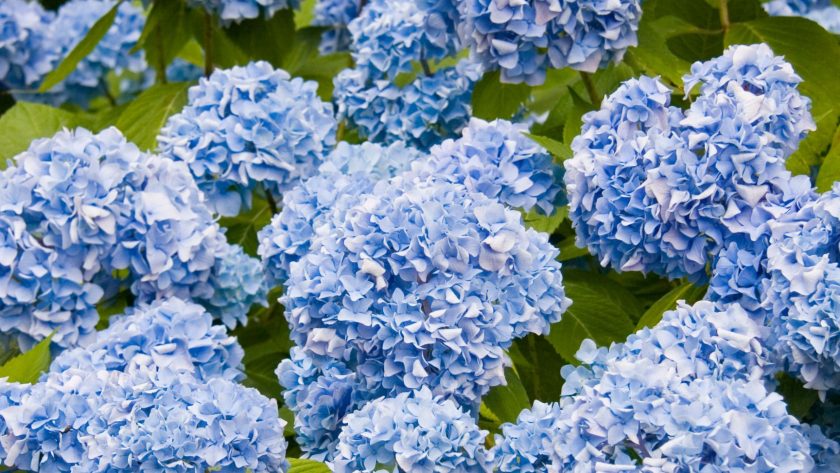 24 Ways to Hygge in Summer
