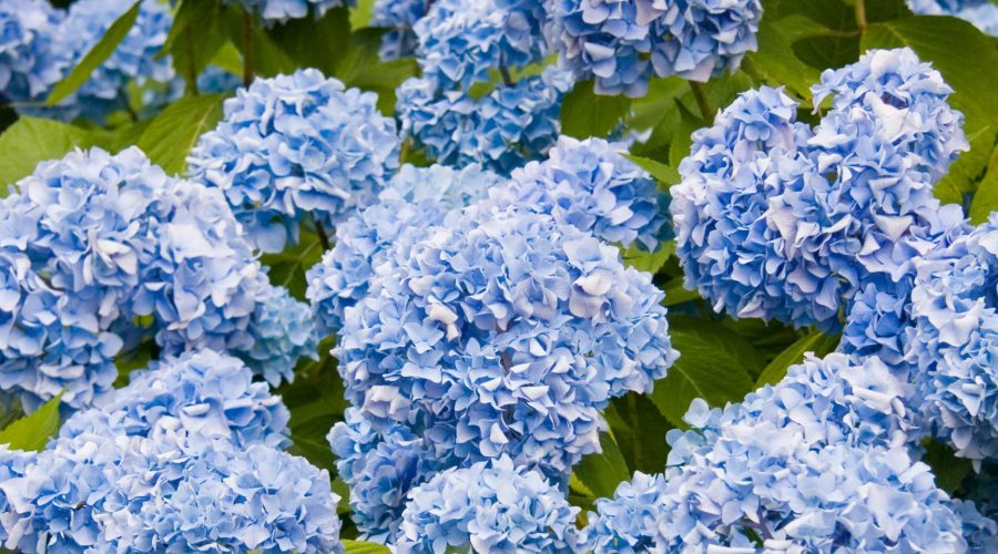 24 Ways to Hygge in Summer