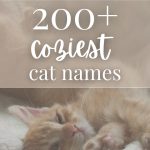 200 Cozy Cat Names for Your Sweet New Kitty