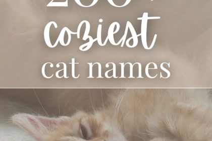 200 Cozy Cat Names for Your Sweet New Kitty