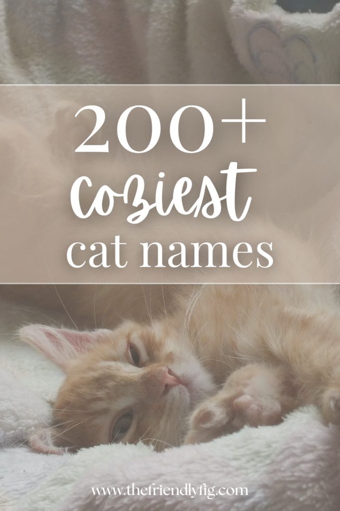 200+ Cozy Cat Names for Your Cute New Kitty
