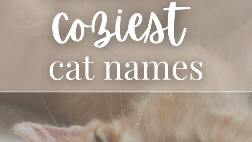 200 Cozy Cat Names for Your Sweet New Kitty