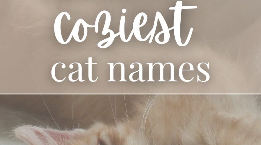 200 Cozy Cat Names for Your Sweet New Kitty