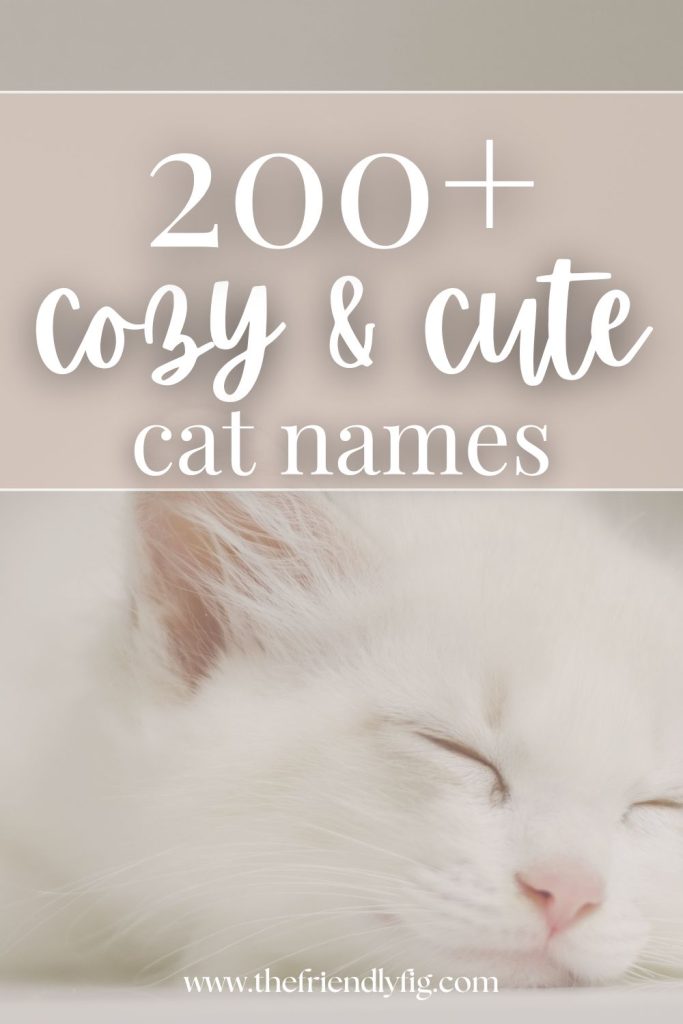 200 Cozy Cat Names for Your Sweet New Kitty